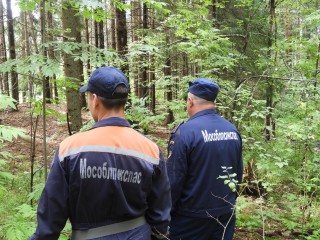 Спасатели разыскали пенсионерку, заблудившуюся в лесу под Волоколамском