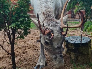Оружие и символ силы: северные олени с фермы под Солнечногорском обновили «короны»