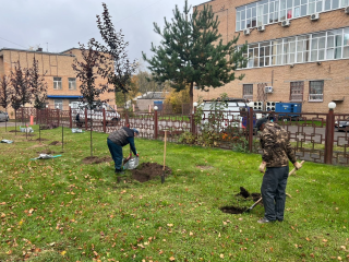В центре Наро-Фоминска посадили яблони «Скарлет»
