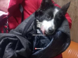 Собаку Тосю, которую искали в Балашихе, поймали спустя два месяца в Жуковском