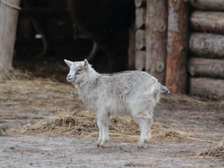 В Наро-Фоминске разыскивают козленка с белой звездочкой на лбу