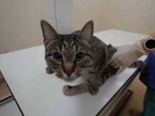 Кошка пьет мало воды: когда это проблема и как это исправить — совет ветеринара
