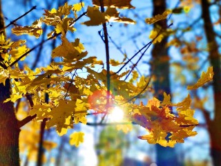 Работа в команде приведет к успеху: чем удивит все знаки зодиака 5 октября