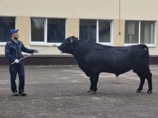 Теперь быков будут оценивать по-новому: что изменится для племенных хозяйств Подмосковья