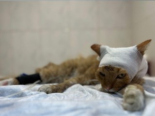 Тяжелые травмы: что известно про кота в Домодедово, которого подожгли подростки