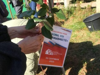 Весной жители будут любоваться цветущей сиренью на новой аллее в Дзержинском