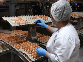 В Чехове запустят производство меланжа и вареных яиц