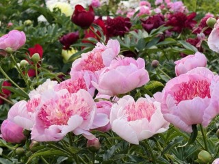 «Ни в коем случае не делайте этого с пионами осенью»: ошибка, которая губит цветы зимой