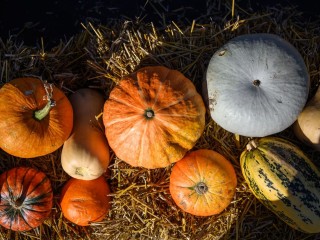 В Егорьевске успешно вырастили овощи на грунте из переработанных отходов