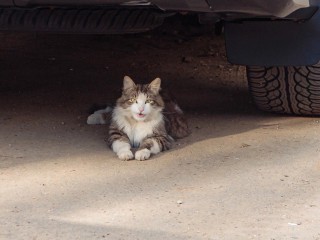 «Осторожно, коты!»: водителей предупредили об опасности нахождения животных под капотами авто
