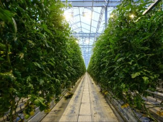 На выставке «Золотая осень — 2025» высоко оценили качество подмосковных продуктов