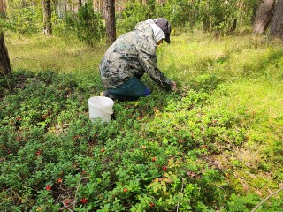 В лесах Шатуры продолжают собирать клюкву и бруснику