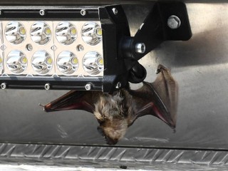 «Сидит на земле днем»: врач из Подмосковья назвал нетипичные признаки поведения летучей мыши