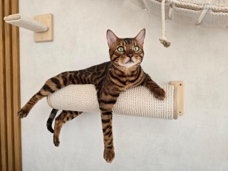 Бенгальский кот Марс стал новоселом в ЖК Долгопрудного