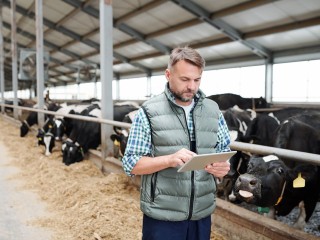 Аграрии Домодедова собрали 17 тыс. тонн зерна и произвели более 36 тыс. тонн молока