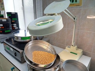В Подмосковье забраковали часть пшеницы из-за запаха