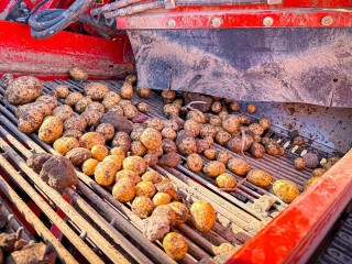 В Клину выкопали картошку с гигантского поля