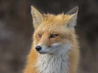 Лисица решила отдохнуть в песочнице в одном из дворов на улице Сосновый бор