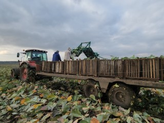 Сельхозпредприятие заложило на зимнее хранение 14,5 тысячи тонн овощей