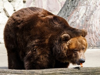 Медведи в клинском приюте готовятся к зимней спячке