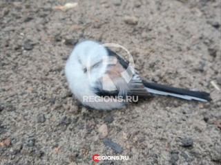 «Птица похожая на ковш»: ученый-биолог раскрыл тайну ополовника