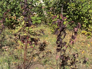 В Пушкинском округе озеленят 13 дворов