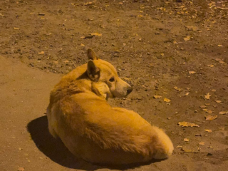 Одинокий пес на Погодина в Наро-Фоминске ждет хозяина у опасной дороги