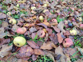 Ноябрь в Подмосковье удивит аномалиями: старт с тепла до +12°С и резкое похолодание в середине месяца