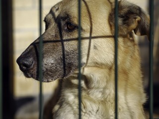 Мохнатый день: единственный в Подмосковье муниципальный приют животных отметил день рождения