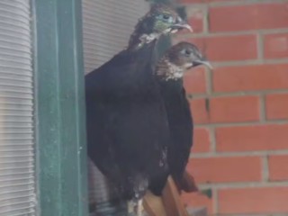 Как расцветают самцы редких птиц, показали волоколамцам