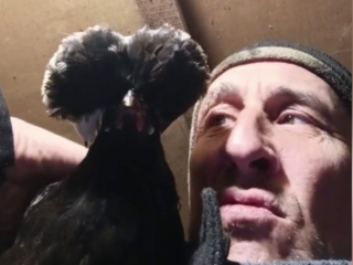 Черная курица Нюрка после загадочного исчезновения в Люберцах вернулась в родной курятник