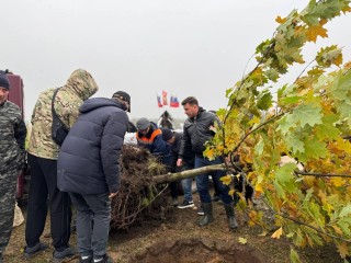 Красный дуб стал живым памятником на Аллее Героев в Можайске