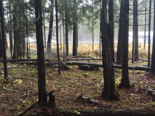 Завалы погибших деревьев ликвидировали в Алабинском лесничестве