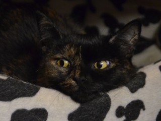 Перед Хэллоуином волонтеры опасаются пристраивать темных котят и щенков