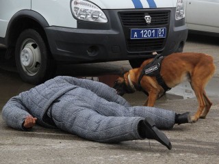 Собаки помогли выявить более 300 нарушений с января в аэропортах