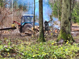 В лесу под Высоково проводят операцию по спасению деревьев