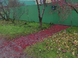 Птицы создали «ковровую дорожку» из красной рябины в пригороде Егорьевска