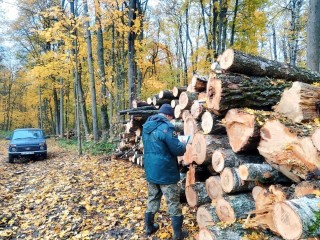 Под Серебряными Прудами началась операция по спасению леса от гибели