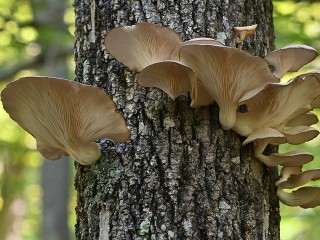 «Устричный гриб» собирают любители тихой охоты в лесах под Каширой