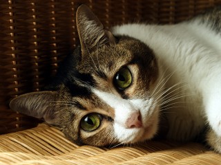 В Ржавках нашли сумку с погибшей кошкой: юрист напомнил о правилах захоронения животных