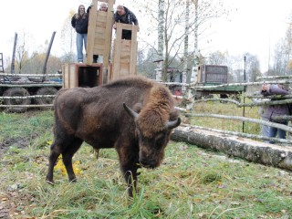 Зубры из Приокско-Террасного заповедника получили «прописку» в Смоленске
