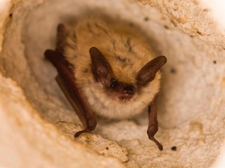 Бешеные летучие мыши штурмуют квартиры жителей Подмосковья: как защититься от угрозы