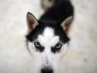 Благополучно закончилась история хаски с платформы Удельная, чей хозяин попал в беду