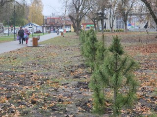 В Ликино-Дулеве более 100 кедров высадили на улицах и в скверах города
