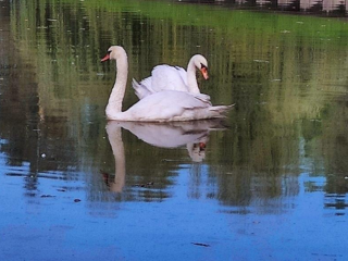 Лебедей Ивана и Марью отправят из парка «Победа» в Долгопрудном на комфортную зимовку