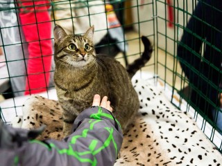 Пять причин сходить на выставку собак и кошек из приютов в Одинцовском парке