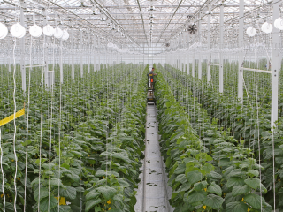 Современно, да зелено: тепличному комбинату «Луховицкие овощи» исполнилось 10 лет