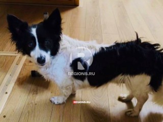 Пробежала весь восток Подмосковья: двухмесячные поиски собаки с трудной судьбой закончились