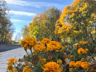 В Солнечногорске проведут воскресный марафон спорта и искусства