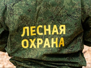Жителей Подмосковья наказали рублем за нарушения в лесах